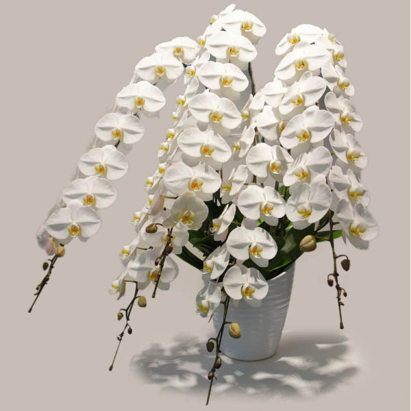 福岡の上質な胡蝶蘭ギフト