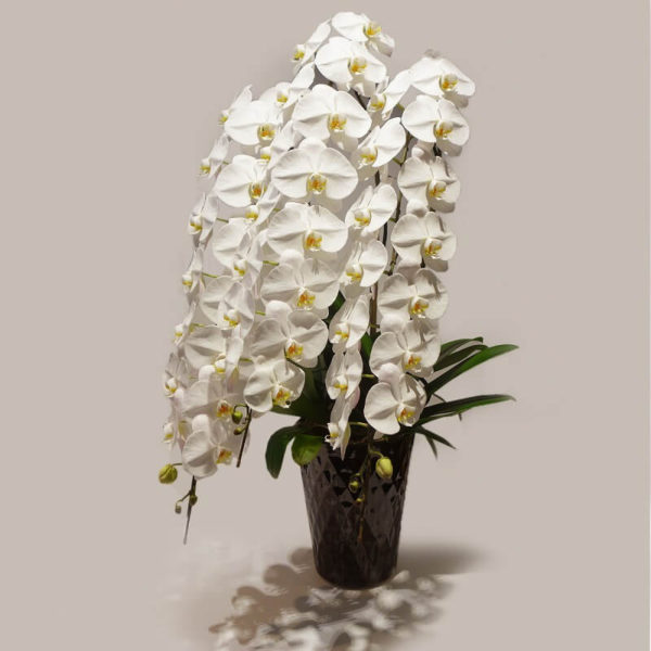 福岡の上質な胡蝶蘭ギフト