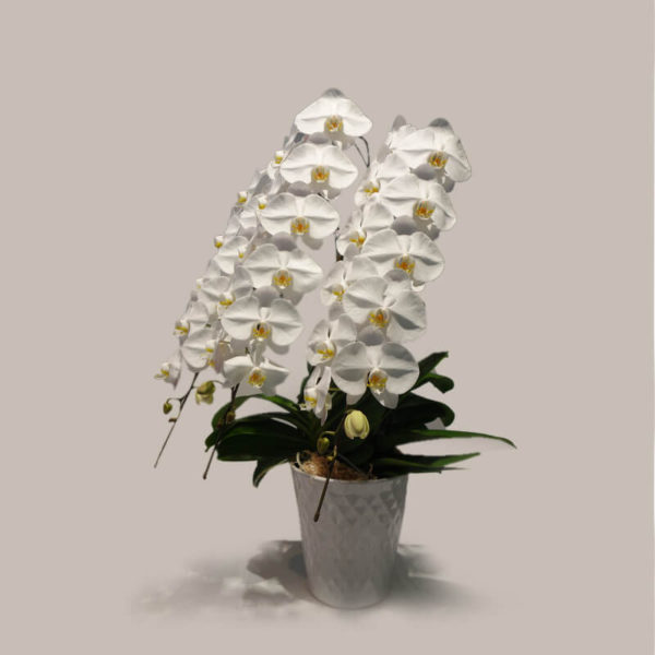 福岡の上質な胡蝶蘭ギフト