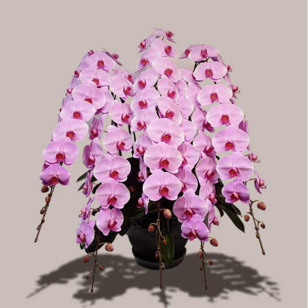 福岡の贈答用胡蝶蘭